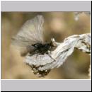 Stylops melittae - Faecherfluegler m06 5mm.jpg